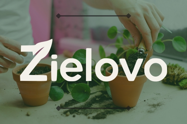 Białe logo Zielovo a w tle kwiatek sadzony w doniczce